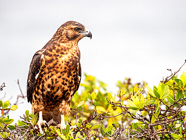 A juvenile Galapagos hawk (Buteo galapagoensis), Rabida Island, Galapagos, Ecuador, South America