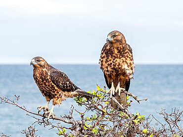 A pair of juvenile Galapagos hawks (Buteo galapagoensis), Rabida Island, Galapagos, Ecuador, South America