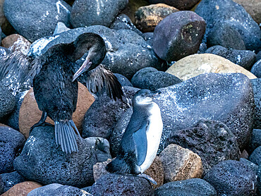 A juvenile Galapagos penguin (Spheniscus mendiculus) with a flightless cormorant, Isabela Island, Galapagos, Ecuador, South America