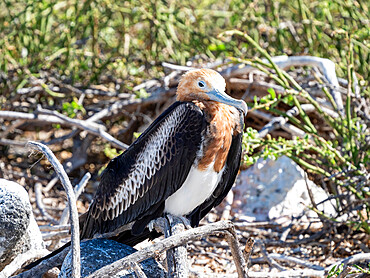 A juvenile great frigatebird (Fregata minor) in the nest on North Seymour Island, Galapagos, Ecuador, South America