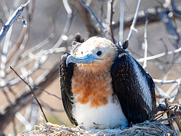 A juvenile great frigatebird (Fregata minor) in the nest on North Seymour Island, Galapagos, Ecuador, South America