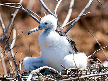 A young great frigatebird (Fregata minor) in the nest on North Seymour Island, Galapagos, Ecuador, South America