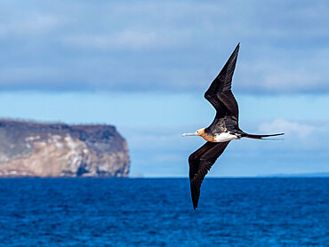 A juvenile great frigatebird (Fregata minor) in flight on North Seymour Island, Galapagos, Ecuador, South America