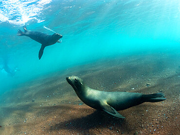 Adult Galapagos sea lions (Zalophus wollebaeki) underwater on Rabida Island, Galapagos, Ecuador, South America