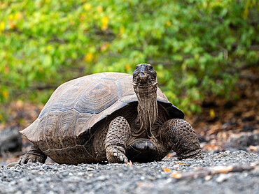 A Galapagos giant tortoise (Chelonoidis spp) in Urbina Bay, Isabela Island, Galapagos, Ecuador, South America