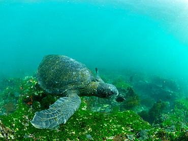 An adult green sea turtle (Chelonia mydas), underwater in Fernandina Island, Galapagos, Ecuador, South America