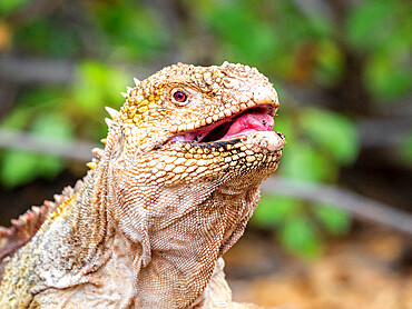 Adult Galapagos land iguana (Conolophus subcristatus), feeding in Urbina Bay, Isabela Island, Galapagos, Ecuador, South America