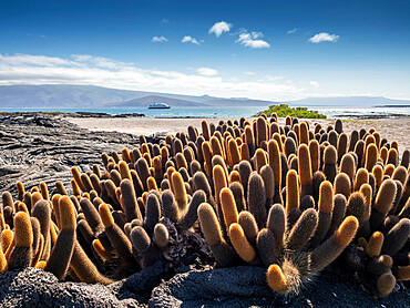 Lava cactus (Brachycereus nesioticus), endemic to the Galapagos, Fernandina Island, Galapagos, UNESCO World Heritage Site, Ecuador, South America