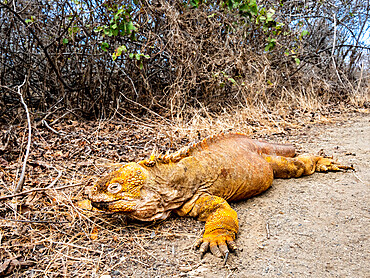 Adult Galapagos land iguana (Conolophus subcristatus), feeding in Urbina Bay, Isabela Island, Galapagos, Ecuador, South America