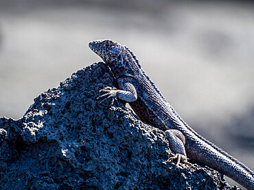 An adult Galapagos lava lizard (Microlophus albemarlensis), North Seymour Island, Galapagos, Ecuador, South America