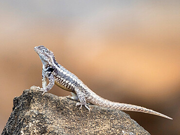 An adult San Cristobal lava lizard (Microlophus bivittatus), Punta Pitt on San Cristobal Island, Galapagos, Ecuador, South America