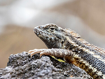 An adult San Cristobal lava lizard (Microlophus bivittatus), Punta Pitt on San Cristobal Island, Galapagos, Ecuador, South America