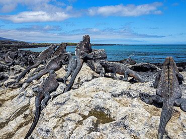 Adult Galapagos marine iguanas (Amblyrhynchus cristatus), on Fernandina Island, Galapagos, Ecuador, South America