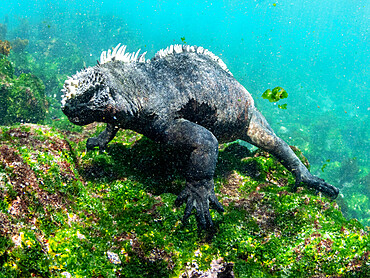 Adult male Galapagos marine iguana (Amblyrhynchus cristatus), underwater, Fernandina Island, Galapagos, Ecuador, South America