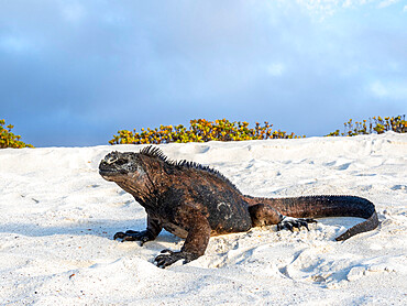 Galapagos marine iguana (Amblyrhynchus cristatus), at Cerro Brujo, San Cristobal Island, Galapagos, Ecuador, South America