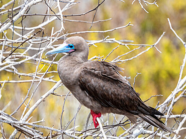 An adult red-footed booby (Sula sula), on the nest at Punta Pitt, San Cristobal Island, Galapagos, Ecuador, South America