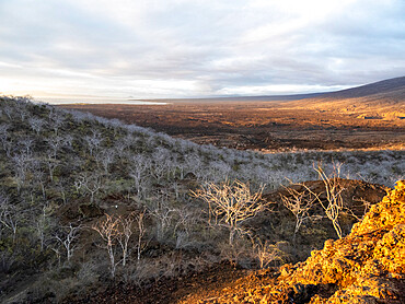 Palo Santo trees at sunset in Tagus Bay on Isabela Island, Galapagos, UNESCO World Heritage Site, Ecuador, South America