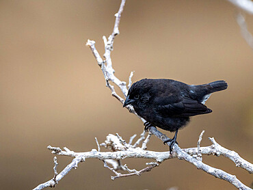 One of 18 species of Darwin's finches, Punta Pitt, San Cristobal Island, Galapagos, Ecuador, South America