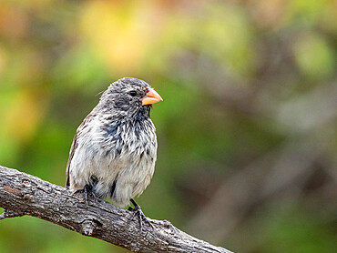 One of 18 species of Darwin's finches, Fernandina Island, Galapagos, Ecuador, South America