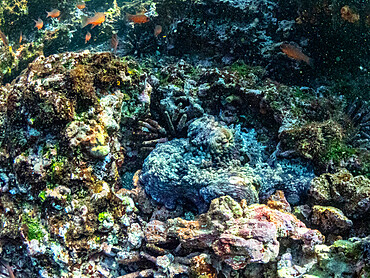 An adult Galapagos octopus (Octopus oculifer), underwater at North Seymour Island, Galapagos, Ecuador, South America