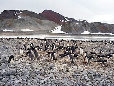 An Adelie penguin (Pygoscelis adeliae), colony on Paulet Island, Weddell Sea, Antarctica, Polar Regions
