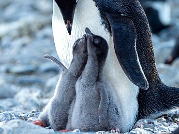 Adelie penguin (Pygoscelis adeliae) parent feeding chicks at Brown Bluff, Antarctic Sound, Antarctica, Polar Regions