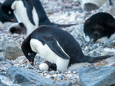 Adelie penguin (Pygoscelis adeliae), parent on a chick and egg at Brown Bluff, Antarctic Sound, Antarctica, Polar Regions