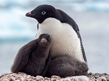 Adelie penguin (Pygoscelis adeliae), adult and chicks at a breeding colony on Pourquoi Pas Island, Antarctica, Polar Regions