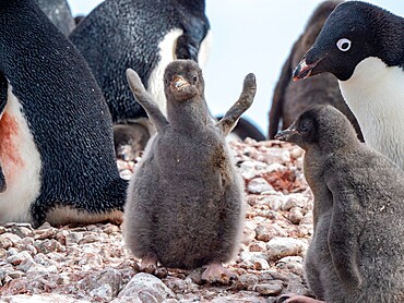 Adelie penguin (Pygoscelis adeliae), chick at a breeding colony on Pourquoi Pas Island, Antarctica, Polar Regions