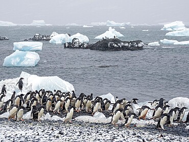 Adelie penguins (Pygoscelis adeliae), marching on the beach at Brown Bluff, Antarctic Sound, Antarctica, Polar Regions