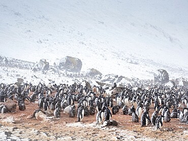 Adelie penguins (Pygoscelis adeliae), breeding colony in a snowstorm at Brown Bluff, Antarctic Sound, Antarctica, Polar Regions