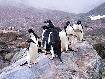 Adelie penguins (Pygoscelis adeliae), on a rock at a breeding colony on Joinville Island, Antarctica, Polar Regions