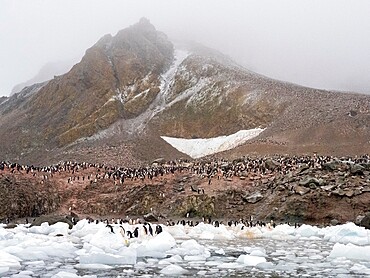 Adelie penguins (Pygoscelis adeliae), on an ice floe at a breeding colony on Joinville Island, Antarctica, Polar Regions