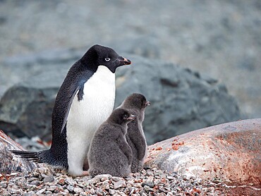 Adelie penguin (Pygoscelis adeliae), parent with chicks on Tay Head, Joinville Island, Antarctica, Polar Regions