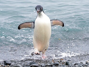 Adelie penguin (Pygoscelis adeliae), on the beach returning from the sea, Tay Head, Joinville Island, Antarctica, Polar Regions