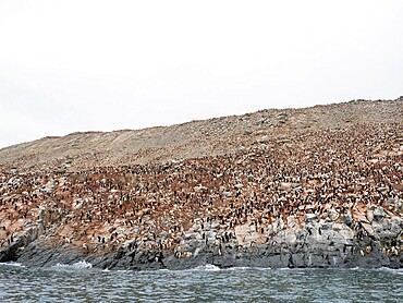 Adelie penguins (Pygoscelis adeliae), leaping near breeding colony, Heroina Island, Danger Island Group, Antarctica, Polar Regions