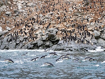 Adelie penguins (Pygoscelis adeliae), leaping near breeding colony, Heroina Island, Danger Island Group, Antarctica, Polar Regions