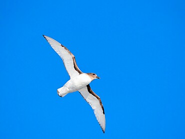 An Antarctic petrel (Thalassoica antarctica), in flight at sea on the way to Peter I Island, Antarctica, Polar Regions