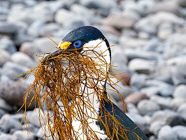 An adult Antarctic shag (Leucocarbo bransfieldensis), gathering nesting material on Paulet Island, Antarctica, Polar Regions