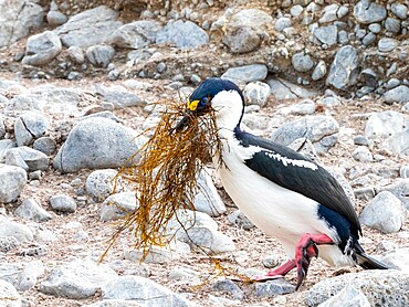 An adult Antarctic shag (Leucocarbo bransfieldensis), gathering nesting material on Paulet Island, Antarctica, Polar Regions