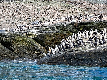 Chinstrap penguins (Pygoscelis antarcticus), leaping in to the sea on Coronation Island, South Orkneys, Antarctica, Polar Regions