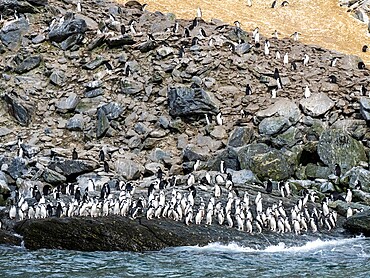 Chinstrap penguins (Pygoscelis antarcticus), marching to the sea on Coronation Island, South Orkneys, Antarctica, Polar Regions