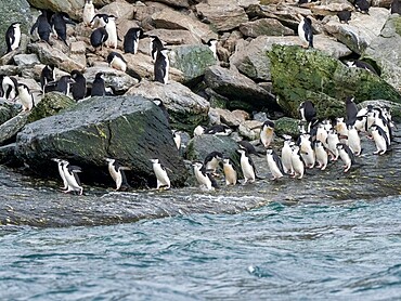 Chinstrap penguins (Pygoscelis antarcticus), marching to the sea on Coronation Island, South Orkneys, Antarctica, Polar Regions