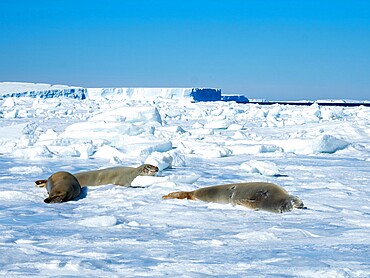 Adult crabeater seals (Lobodon carcinophaga), on ice near Snow Hill Island, Weddell Sea, Antarctica, Polar Regions