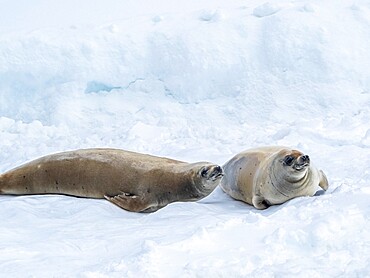 Adult crabeater seals (Lobodon carcinophaga), on ice in the Lemaire Channel, Antarctica, Polar Regions