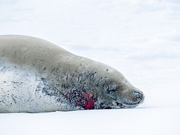 Adult crabeater seal (Lobodon carcinophaga), on ice at sea to Peter I Island, Antarctica, Polar Regions