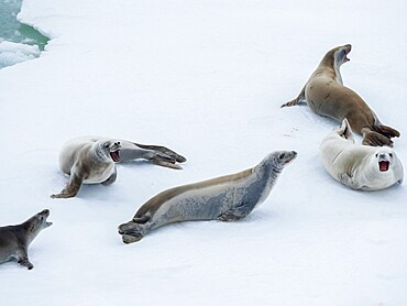 Adult crabeater seals (Lobodon carcinophaga), on ice in the Bellingshausen Sea, Antarctica, Polar Regions