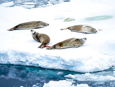 Adult crabeater seals (Lobodon carcinophaga), on ice in the Bellingshausen Sea, Antarctica, Polar Regions