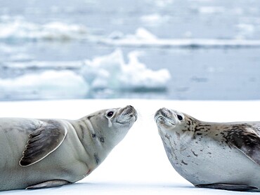 Adult crabeater seals (Lobodon carcinophaga), on ice in the Bellingshausen Sea, Antarctica, Polar Regions