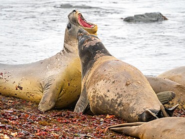 Two young bull southern elephant seals (Mirounga leonina), fighting on the beach on Snow Island, Antarctica, Polar Regions